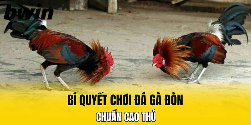 Đá Gà Thomo - Tường Thuật Sòng Gà Campuchia Chuẩn HD 7 Bí quyết chơi đá gà đòn chuẩn cao thủ