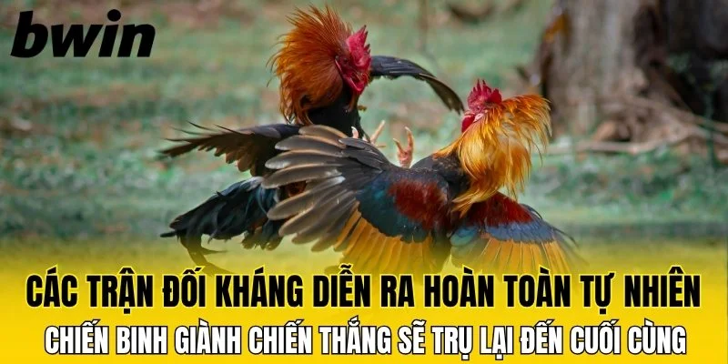 Đá Gà Đòn, Đỉnh Cao Nghệ Thuật Cá Cược Tại Nhà Cái Bwin 6 Các trận đối kháng diễn ra hoàn toàn tự nhiên