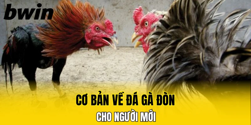 Đá Gà Thomo - Tường Thuật Sòng Gà Campuchia Chuẩn HD 5 Cơ bản về đá gà đòn cho người mới
