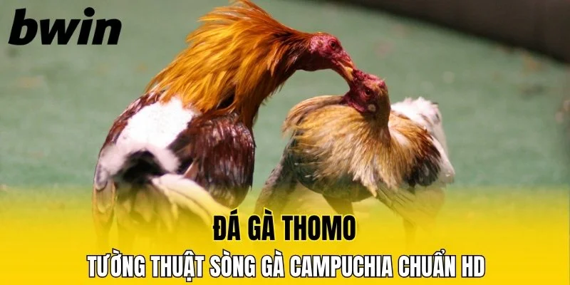 Đá Gà Thomo - Tường Thuật Sòng Gà Campuchia Chuẩn HD 2 đá gà Thomo