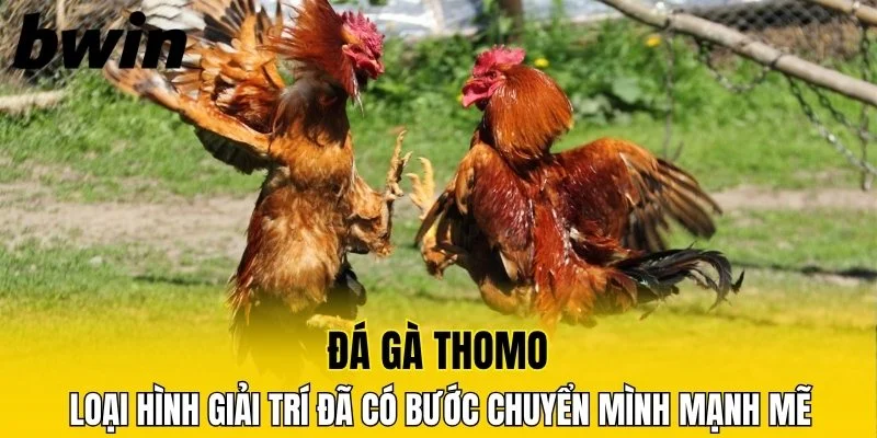 Đá Gà Đòn, Đỉnh Cao Nghệ Thuật Cá Cược Tại Nhà Cái Bwin 5 Loại hình giải trí đã có bước chuyển mình mạnh mẽ